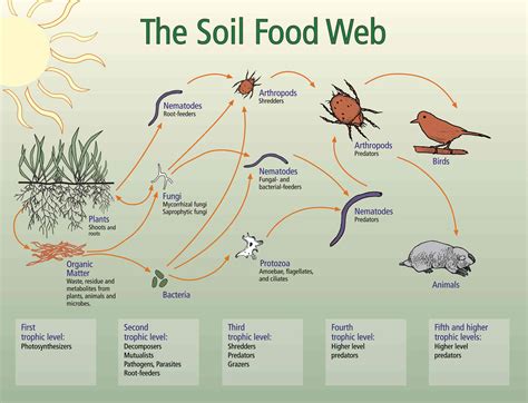 Soil food